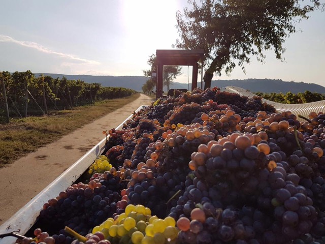 Foto von der Weinlese, Fahrzeug mit geernteten Trauben am Weinberg